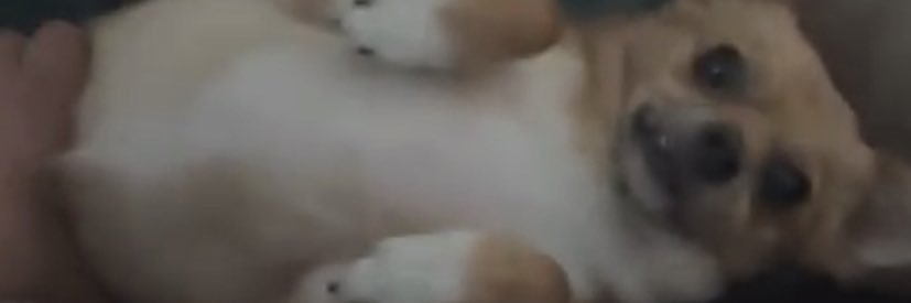 Ella banner