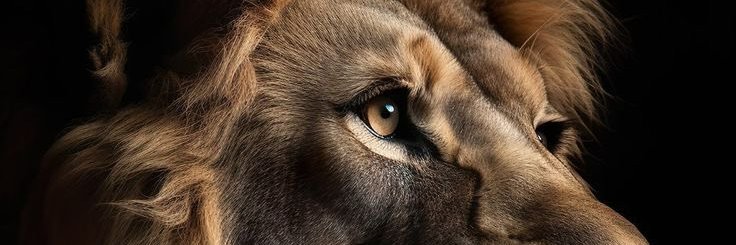 AbdDalsız banner