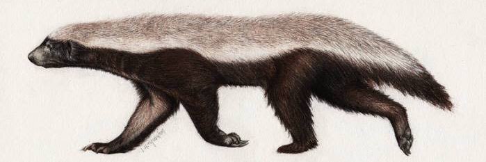WolverineMeta's profile banner image