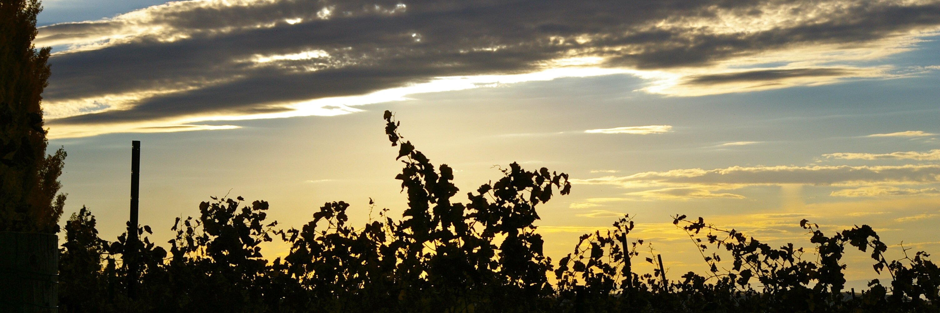 ColdSpringsWine's profile banner image