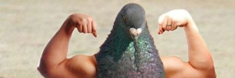 Cryptopigeon banner
