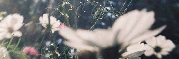 𓄼 🌻˙ ꒰ ◌ ◞ ◟ ꒱ banner