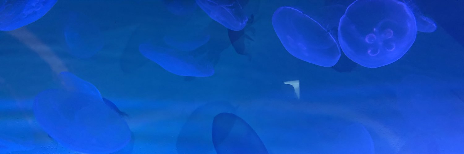 koichi8855's profile banner image