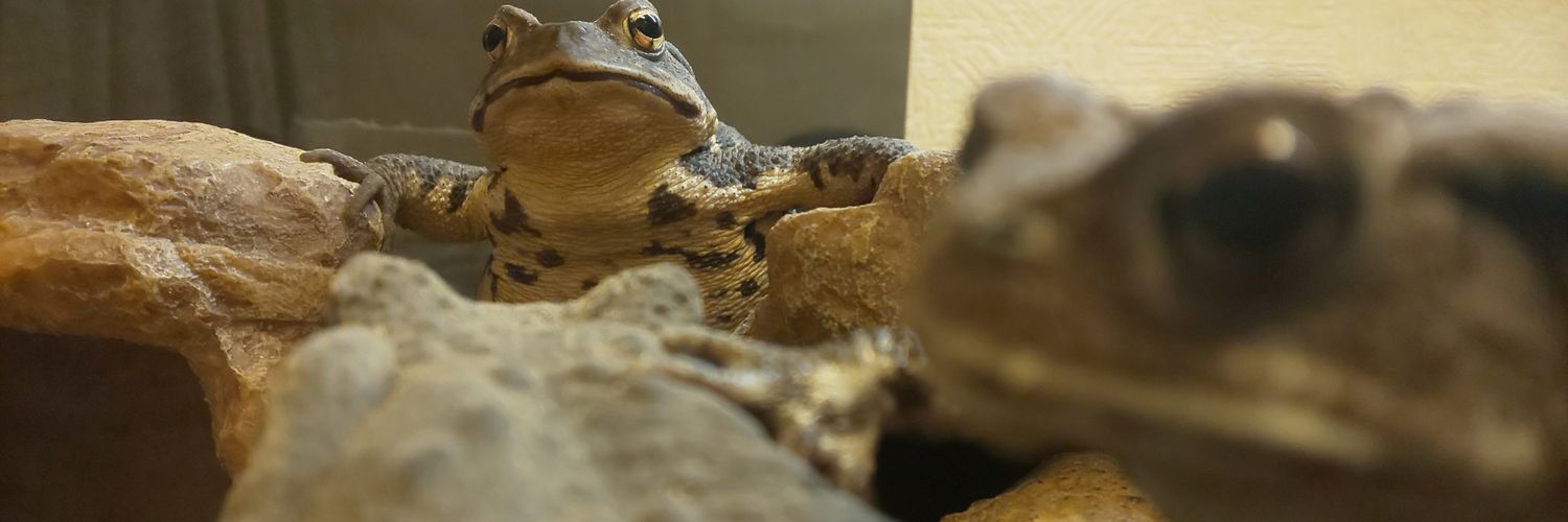 toadholic's profile banner image
