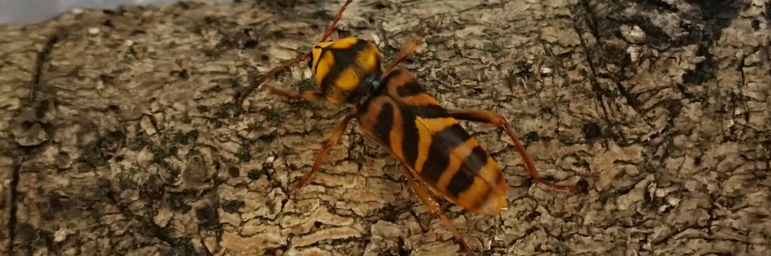 cure_termite's profile banner image