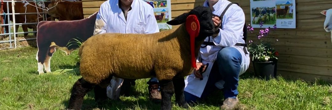 Muff Suffolk & Limousin Herd banner