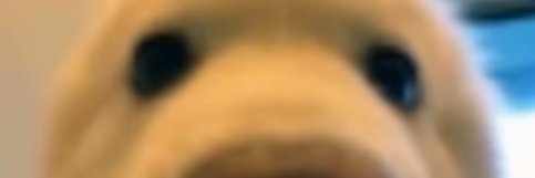 Luca banner