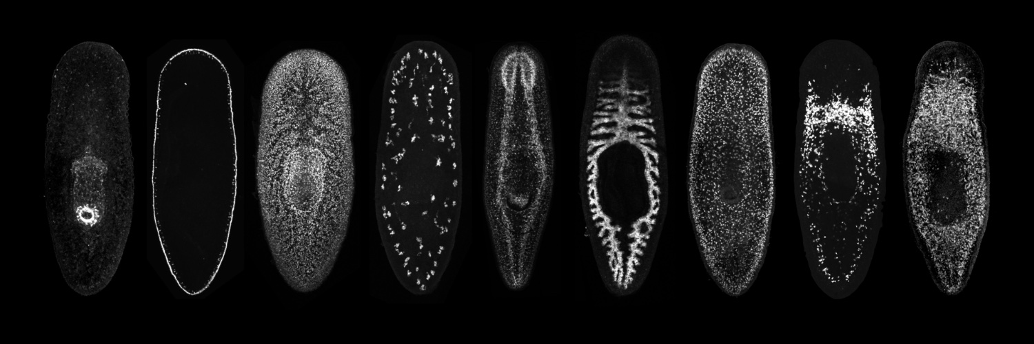 Benham-Pyle Lab banner
