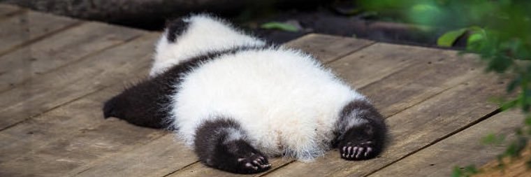 ぱんだ❁⃘*.ﾟ banner