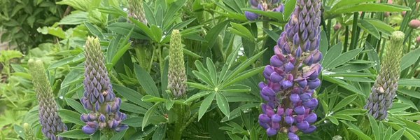 VanIsleGardener Profile Banner