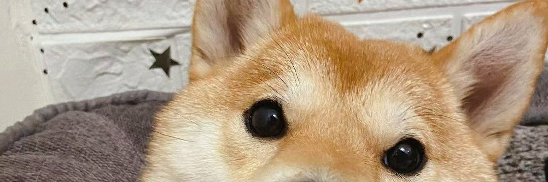 yaotutututu's profile banner image