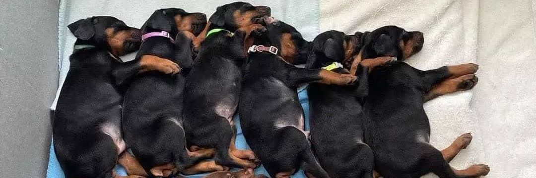 Dachshund Heaven USA's banner