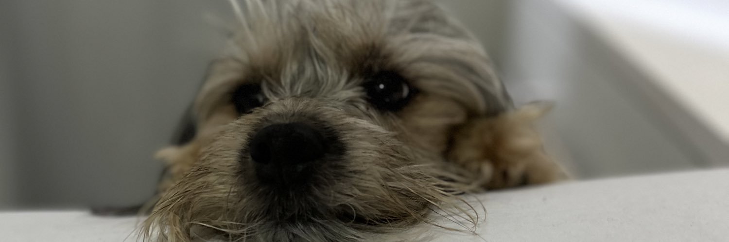 ellenpelengrina's profile banner image