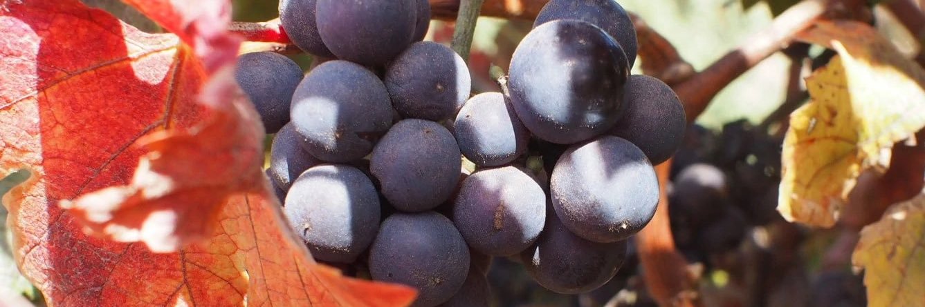 Merv Mitchells banner