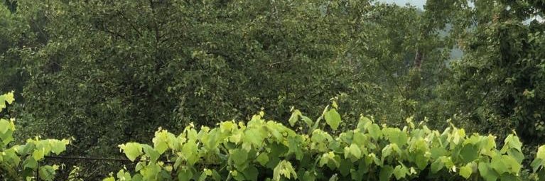 GKHNYGN's profile banner image