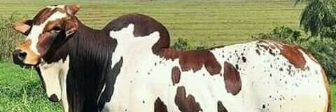 Nsungulozogoba's profile banner image