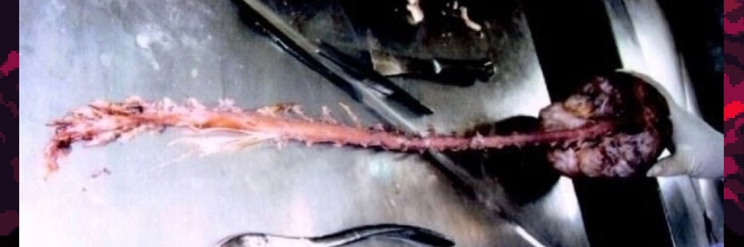 バミリオン・プレジャー・ナイト banner