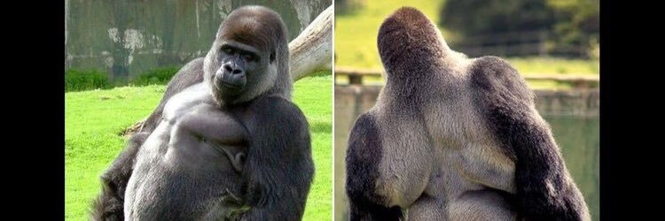 silverback_tom's profile banner image