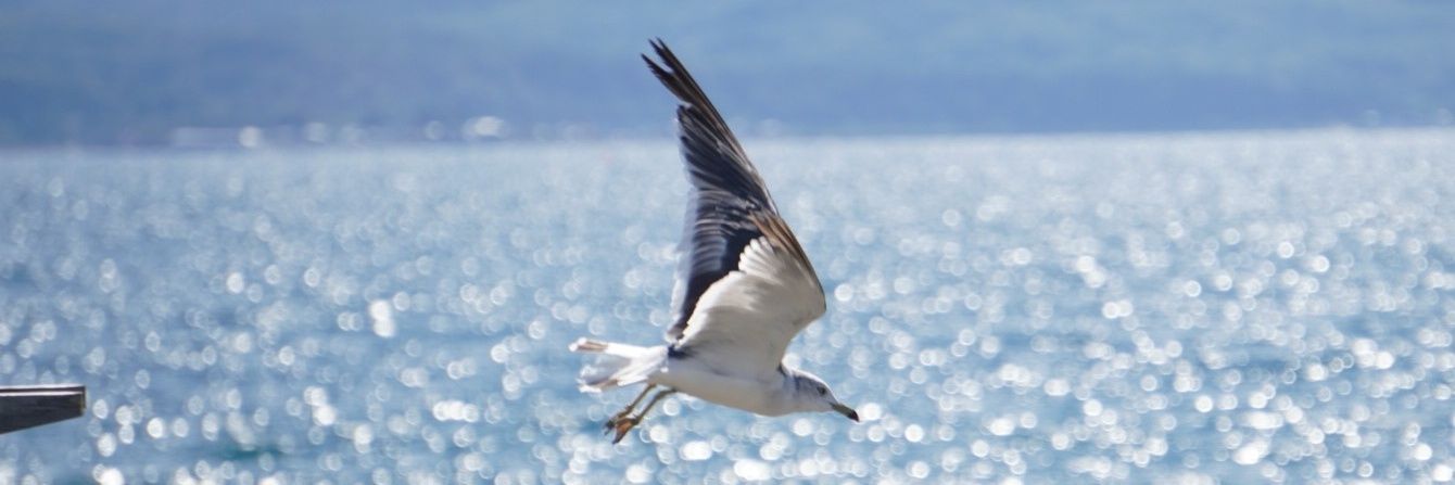 nr_flight's profile banner image