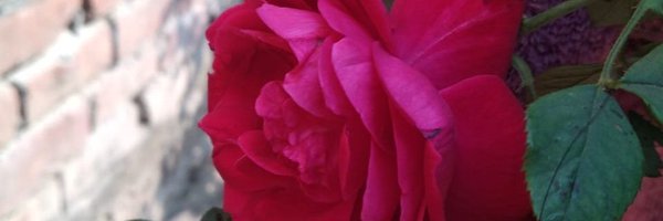 SFarheen9 Profile Banner
