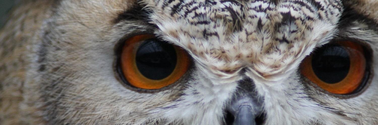 Masaaki Hiramatsu / 平松正顕 banner