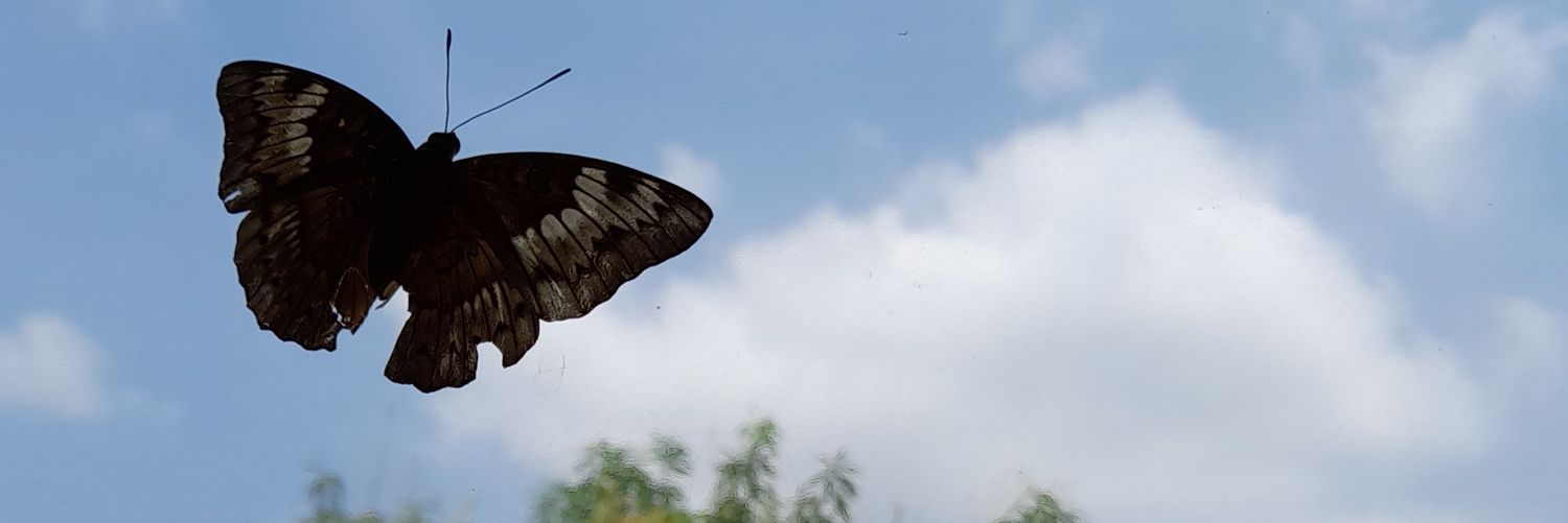 wruniwis's profile banner image