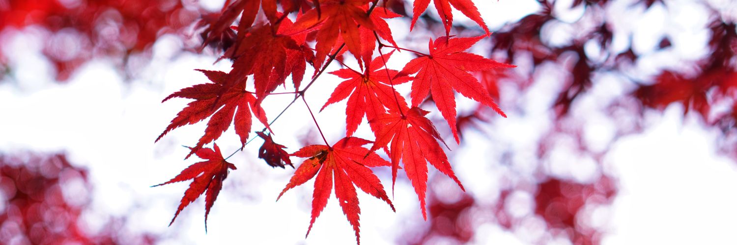 _Hung_Nguyen_'s profile banner image