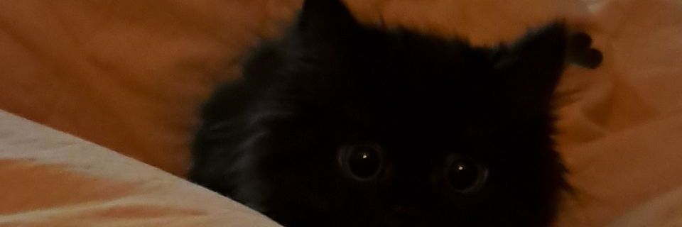 vernalbahar's profile banner image