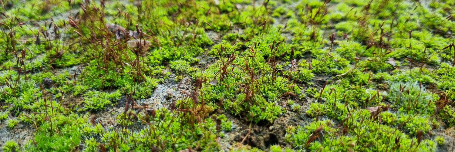 🅐🅝🅓🅡🅔🅐🅢 🅛🅐🅢🅩🅛🅞 banner