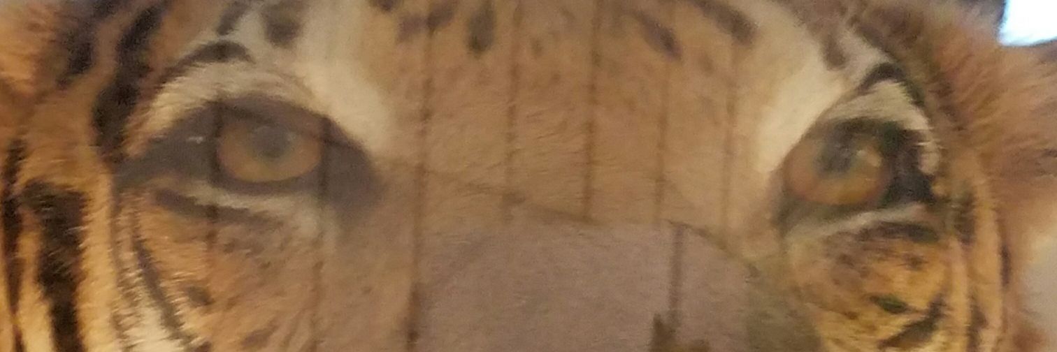 alpheus's profile banner image