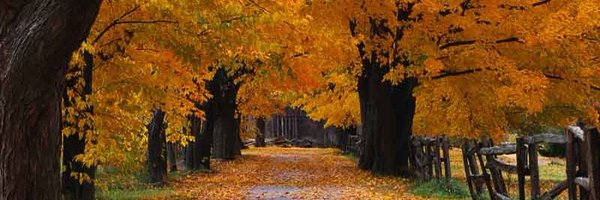 Haselmaus2010 Profile Banner