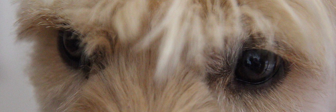 Febix 🐾🌍♠️⏚🇵🇸 banner