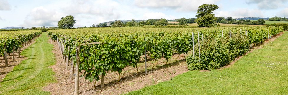 KVVineyard's profile banner image
