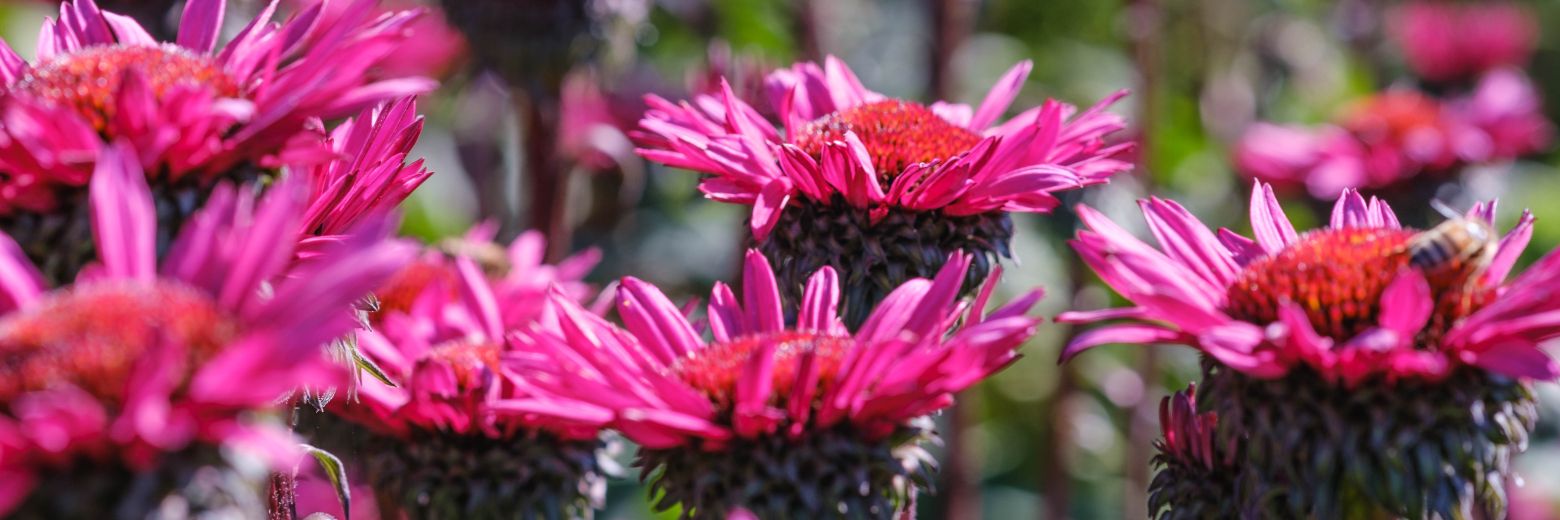 Gioconda Beekman banner