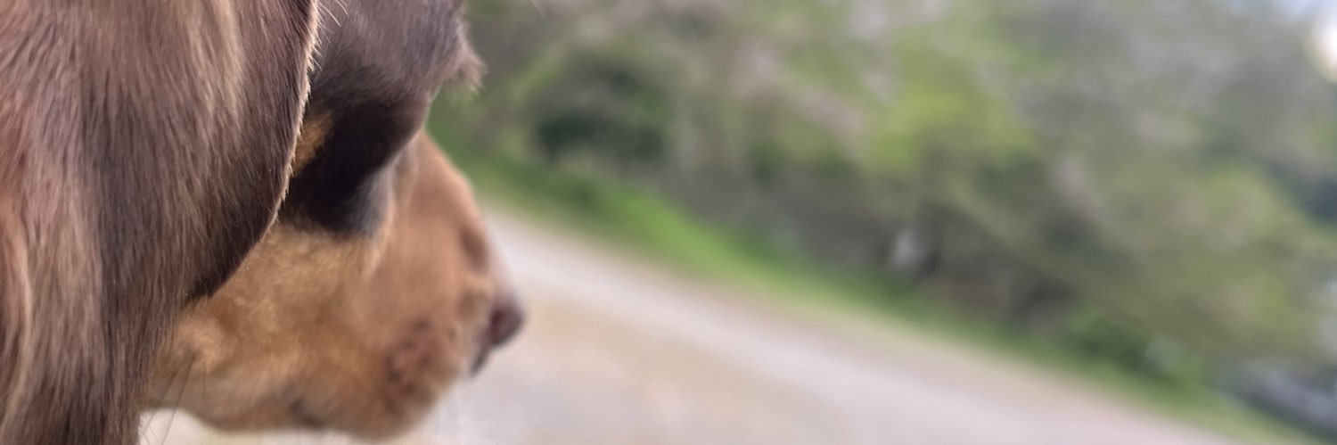 金虎ろにちんみるく banner