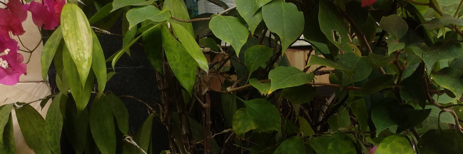 soeparnii's profile banner image