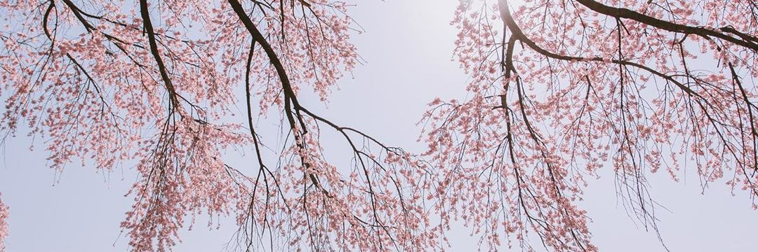 HONEYMEKEDI's profile banner image