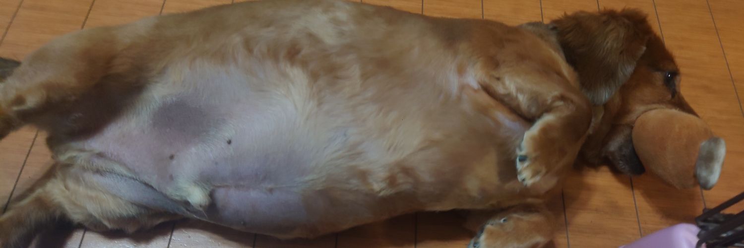 Tukum_o's profile banner image