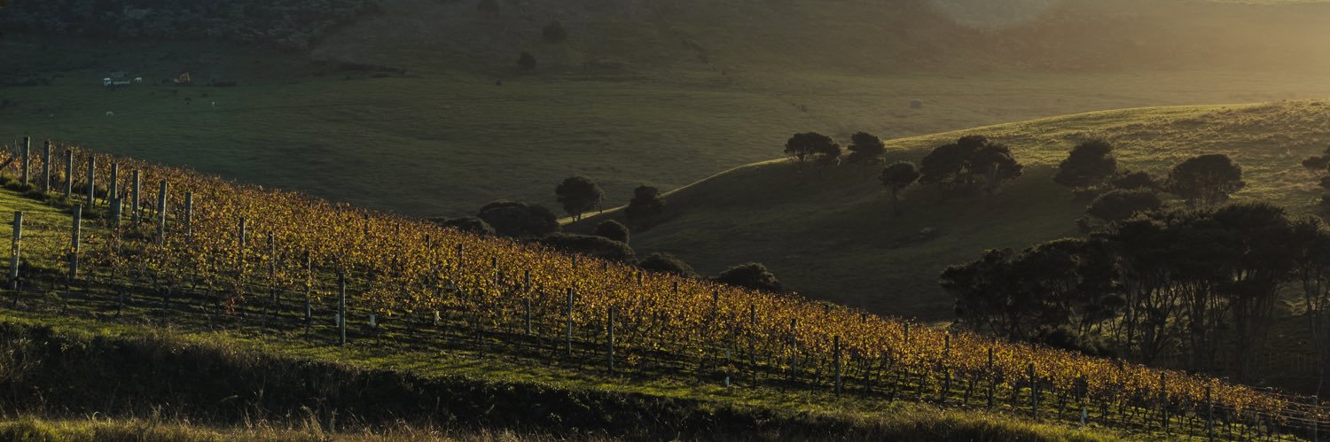 Te Motu Vineyard banner