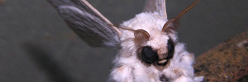 isdjmothman's profile banner image