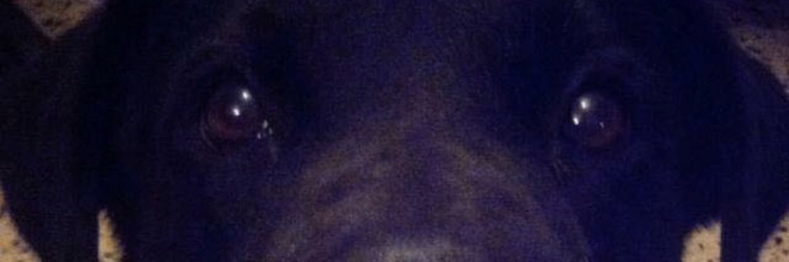 ElizabethOrtiz banner