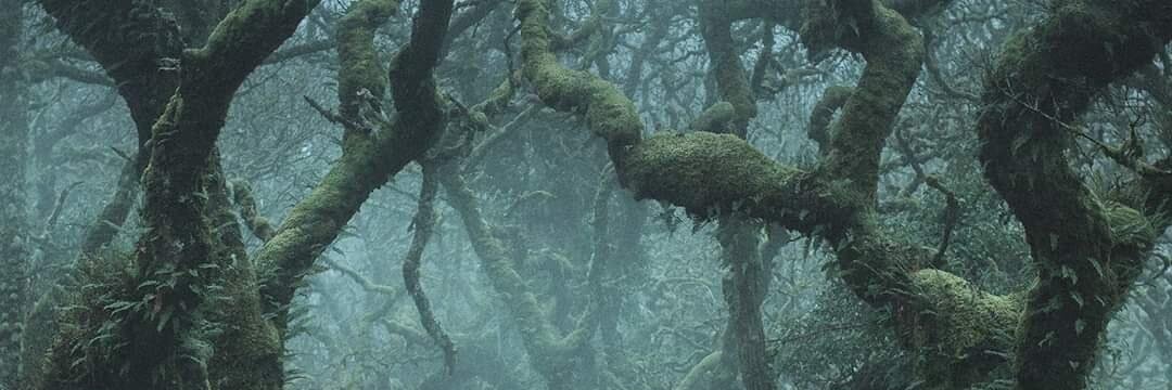 treetreebeard banner