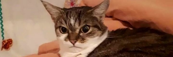 bujenia_'s profile banner image