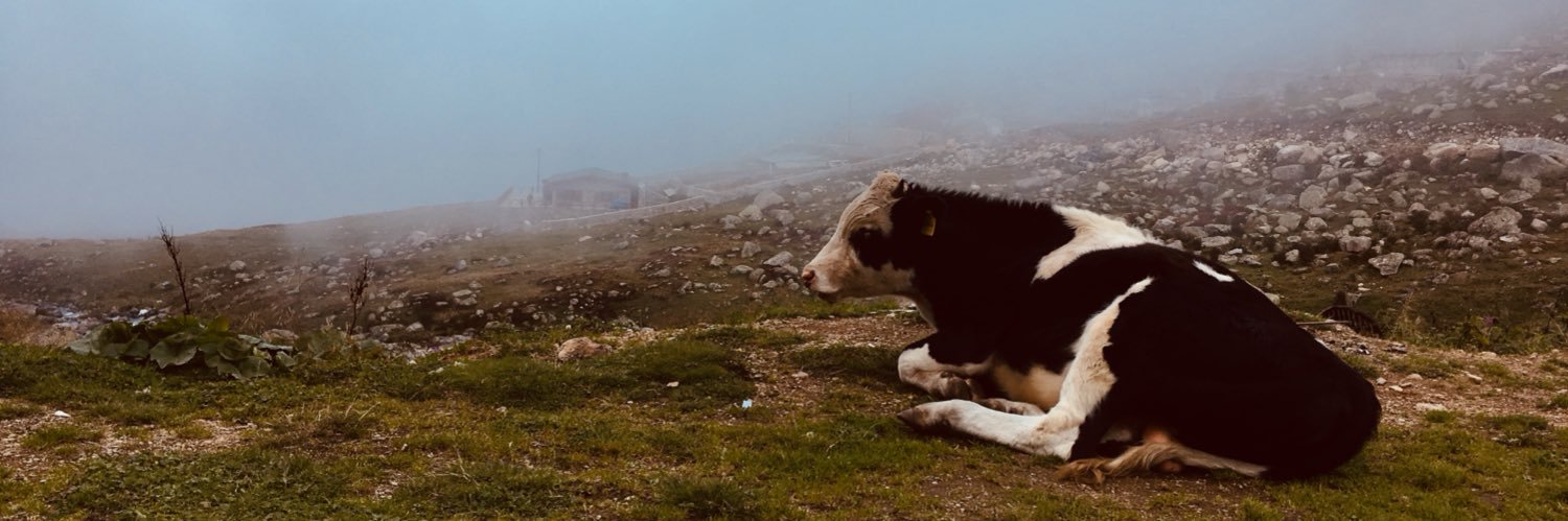 hevaveheves's profile banner image