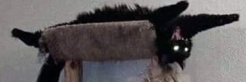 _Plague_DR_'s profile banner image
