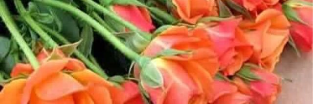 rossyquiroga's profile banner image