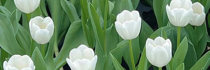 75 banner