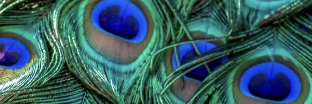 bobbeea_p's profile banner image