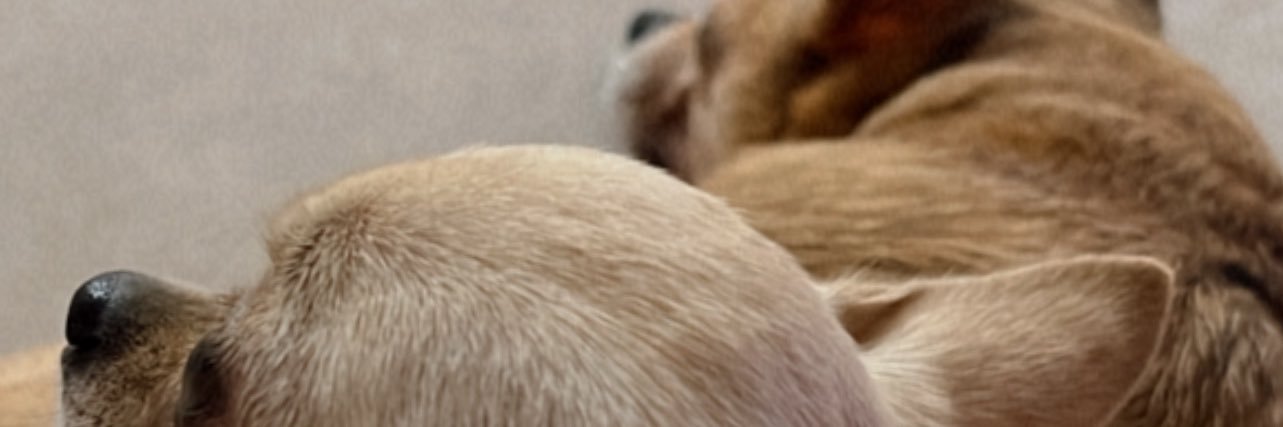 IamDanielaS's profile banner image