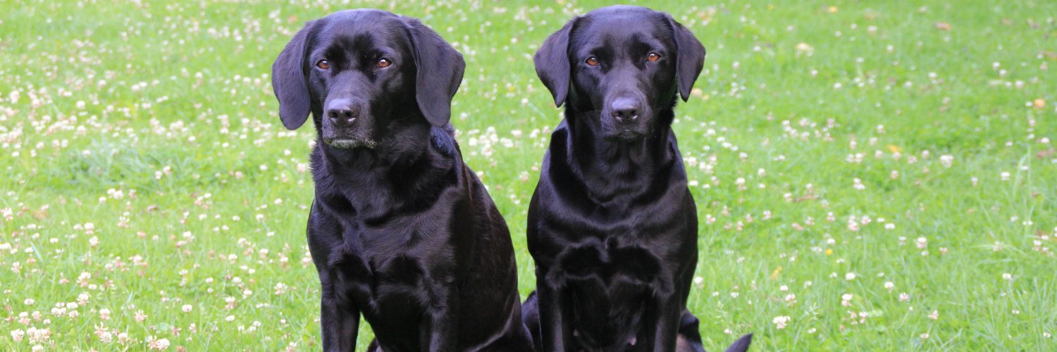 Labrador Lover banner